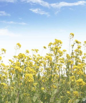 Alternative view of 無料 遺影背景HF001