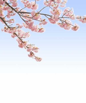 Alternative view of 無料 遺影背景HF002