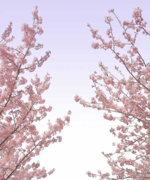 Alternative view of 無料 遺影背景HF003