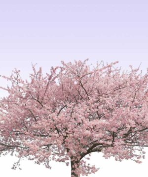 Alternative view of 無料 遺影背景HF004