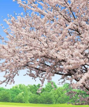 Alternative view of 無料 遺影背景HF005