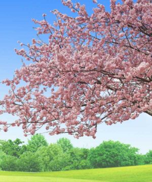 Alternative view of 無料 遺影背景HF006