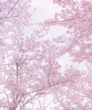 Alternative view of 無料 遺影背景HF007