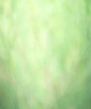 Alternative view of 無料 遺影背景HF044