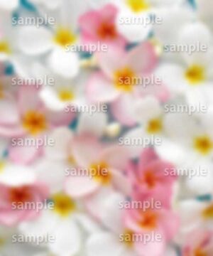 Alternative view of 遺影背景 H001