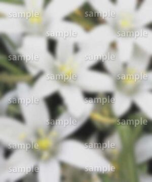 Alternative view of 遺影背景 H002