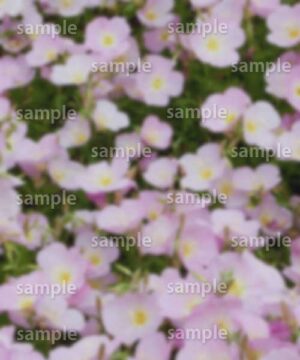 Alternative view of 遺影背景 H005