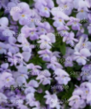 Alternative view of 遺影背景 H006