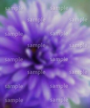 Alternative view of 遺影背景 H007