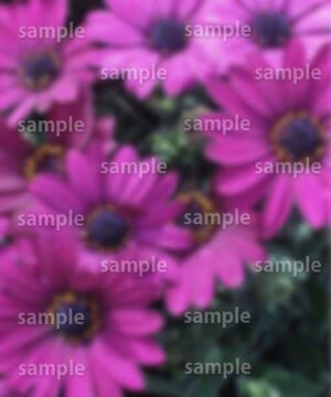 Alternative view of 遺影背景 H008