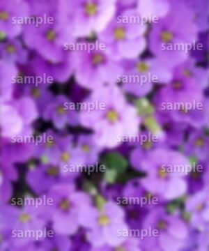 Alternative view of 遺影背景 H009