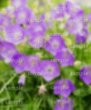 Alternative view of 遺影背景 H010