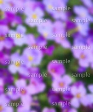 Alternative view of 遺影背景 H013