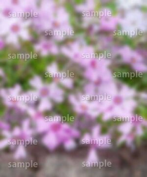 Alternative view of 遺影背景 H014