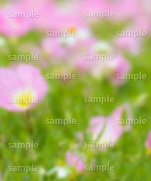 Alternative view of 遺影背景 H015