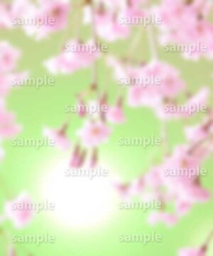 Alternative view of 遺影背景 H016