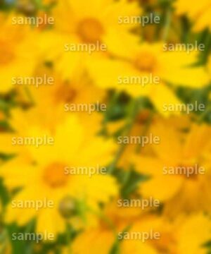 Alternative view of 遺影背景 H017