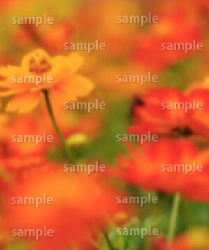 Alternative view of 遺影背景 H019