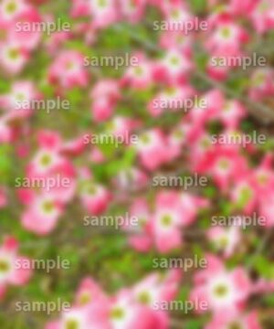 Alternative view of 遺影背景 H020