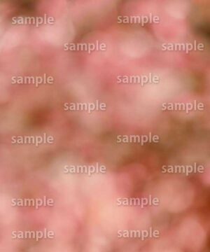 Alternative view of 遺影背景 H021