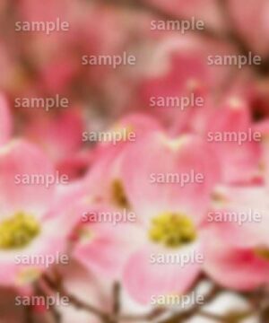 Alternative view of 遺影背景 H022