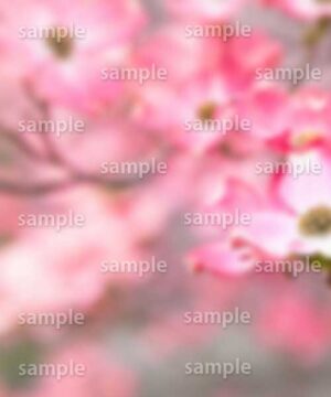 Alternative view of 遺影背景 H023