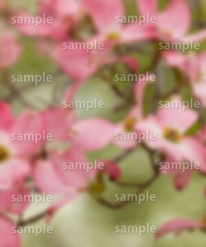 Alternative view of 遺影背景 H024