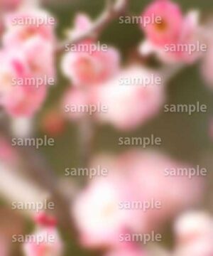 Alternative view of 遺影背景 H025