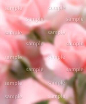 Alternative view of 遺影背景 H026