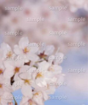 Alternative view of 遺影背景 H028