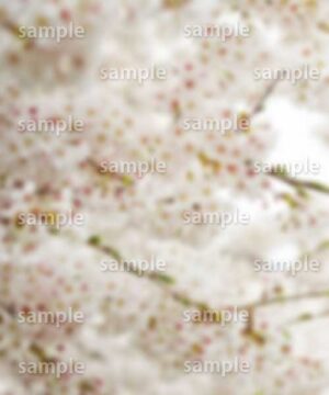 Alternative view of 遺影背景 H029