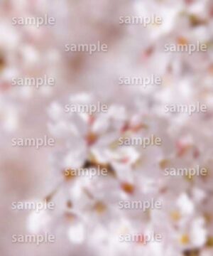 Alternative view of 遺影背景 H030