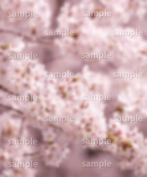 Alternative view of 遺影背景 H031