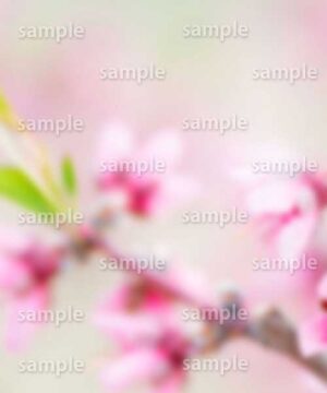 Alternative view of 遺影背景 H032