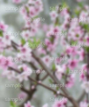 Alternative view of 遺影背景 H033