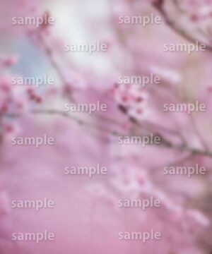 Alternative view of 遺影背景 H034