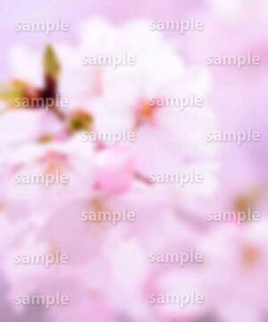 Alternative view of 遺影背景 H035