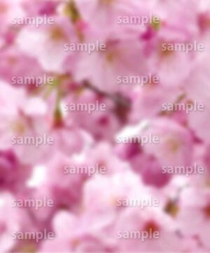 Alternative view of 遺影背景 H041