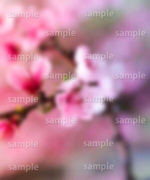 Alternative view of 遺影背景 H042