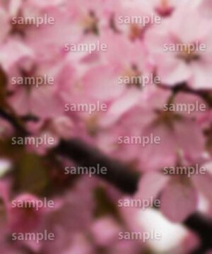 Alternative view of 遺影背景 H043