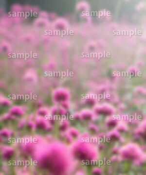 Alternative view of 遺影背景 H044