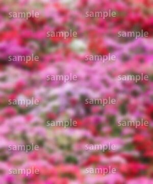 Alternative view of 遺影背景 H045