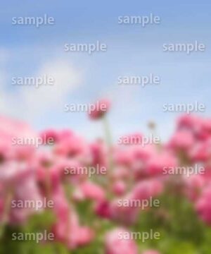 Alternative view of 遺影背景 H046