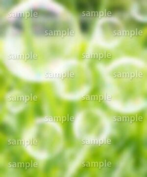 Alternative view of 遺影背景 H051